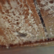 If you don't keep your Michigan home free of mold it could lead to health problems for you and your family, and potential structural damage to your house.