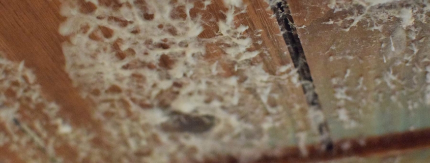 If you don't keep your Michigan home free of mold it could lead to health problems for you and your family, and potential structural damage to your house.